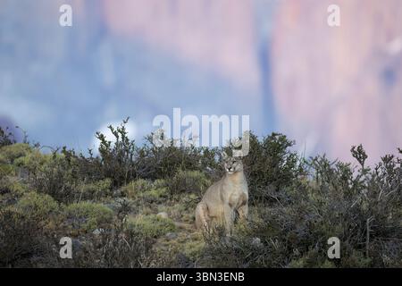 Porträt - ein einzelner puma sitzt in der Landschaft vor dem Torres del Paine, Chile, Südamerika Stockfoto