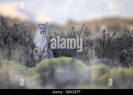 Porträt - ein einzelner puma sitzt in der Landschaft des Torres del Paine, Chile, Südamerika Stockfoto