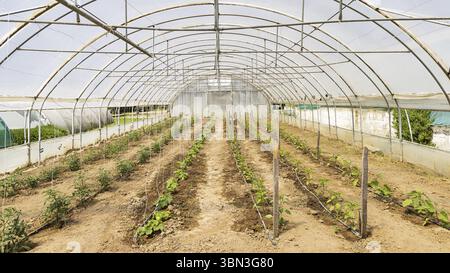 Gewächshaus mit jungen Tomaten- und Paprika-Pflanzen und Bewässerungssystem an der Aamericanischen Farmschule in Thessaloniki in Griechenland Stockfoto
