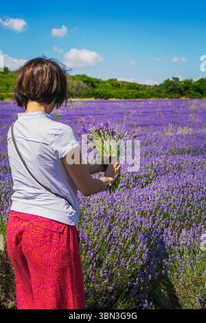 Frau pflückt Lavendelstrauß in blühendem Lavendelfeld unter sonnigem Himmel. Konzept der Lavendelernte, Naturschönheit, saisonale Entspannung Stockfoto