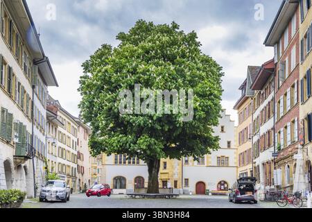 Burgdorf, Schweiz - 16. Mai 2023: Großer Kastanienbaum in der Altstadt von Burgdorf, Kanton Bern in der Schweiz bei bewölktem Tag Stockfoto