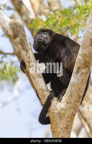 Bemantelter Brüllaffen im Baum in Costa Rica Mittelamerika Stockfoto