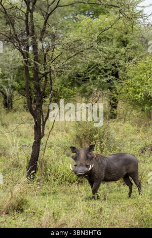 Gemein Warzenschwein (Phacochoerus africanus) in Wäldern der Serengeti in Tansania, Ostafrika Stockfoto