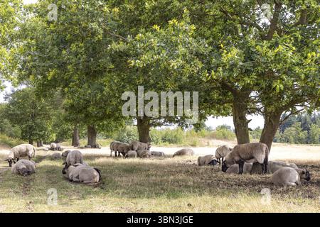 Schafe unter einer großen Eiche im Naturpark Molenveld in der Gemeinde Exloo Borger-Odoorn in Drente, Niederlande Stockfoto