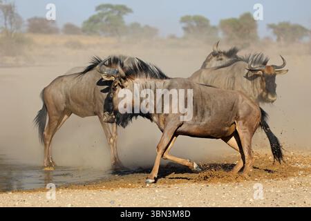 Blaues Gnus (Connochaetes taurinus) im Staub an einem Wasserloch, Kalahari Wüste, Südafrika Stockfoto