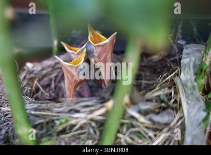 Natur 29.06.2025, Nachwuchs einer Amsel Turdus merula im Nest, was in einer Rose gebaut ist, die Jungen sind frisch geschluepft und warten auf Nahrung, sie reissen ihre Schnaebel auf *** Natur 29 06 2025, Nachwuchs einer Amsel Turdus merula im Nest, die in einer Rose gebaut ist, die Jungen sind frisch geschluepft und warten auf Nahrung, sie reißen ihre Schnäbel auf Stockfoto