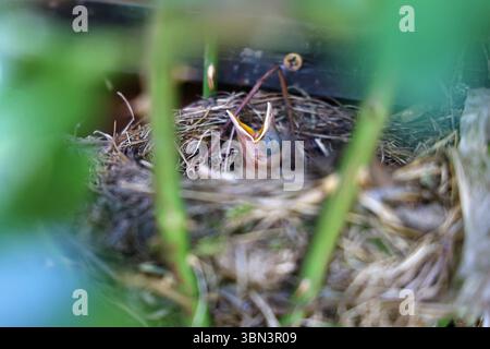 Natur 29.06.2025, Nachwuchs einer Amsel Turdus merula im Nest, was in einer Rose gebaut ist, die Jungen sind frisch geschluepft und warten auf Nahrung, sie reissen ihre Schnaebel auf *** Natur 29 06 2025, Nachwuchs einer Amsel Turdus merula im Nest, die in einer Rose gebaut ist, die Jungen sind frisch geschluepft und warten auf Nahrung, sie reißen ihre Schnäbel auf Stockfoto