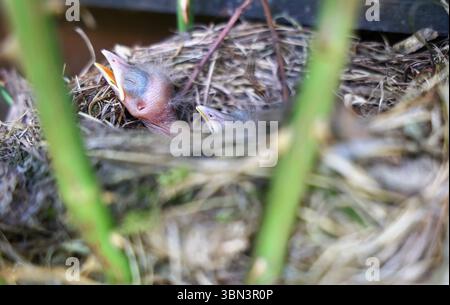 Natur 29.06.2025, Nachwuchs einer Amsel Turdus merula im Nest, was in einer Rose gebaut ist, die Jungen sind frisch geschluepft *** Natur 29 06 2025, Nachwuchs einer Amsel Turdus merula im Nest, die in einer Rose gebaut ist, die Jungen sind frisch geschluepft Stockfoto