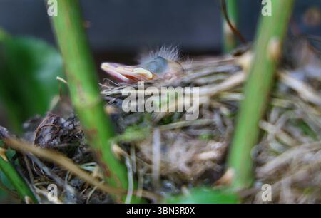 Natur 29.06.2025, Nachwuchs einer Amsel Turdus merula im Nest, was in einer Rose gebaut ist, die Jungen sind frisch geschluepft *** Natur 29 06 2025, Nachwuchs einer Amsel Turdus merula im Nest, die in einer Rose gebaut ist, die Jungen sind frisch geschluepft Stockfoto