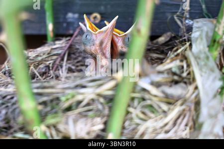 Natur 29.06.2025, Nachwuchs einer Amsel Turdus merula im Nest, was in einer Rose gebaut ist, die Jungen sind frisch geschluepft und warten auf Nahrung, sie reissen ihre Schnaebel auf *** Natur 29 06 2025, Nachwuchs einer Amsel Turdus merula im Nest, die in einer Rose gebaut ist, die Jungen sind frisch geschluepft und warten auf Nahrung, sie reißen ihre Schnäbel auf Stockfoto