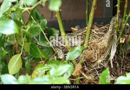 Natur 29.06.2025, Nachwuchs einer Amsel Turdus merula im Nest, was in einer Rose gebaut ist, die Jungen sind frisch geschluepft *** Natur 29 06 2025, Nachwuchs einer Amsel Turdus merula im Nest, die in einer Rose gebaut ist, die Jungen sind frisch geschluepft Stockfoto
