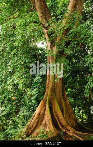 Massiver Baumstamm im El Yunque National Forest, Puerto Rico Stockfoto
