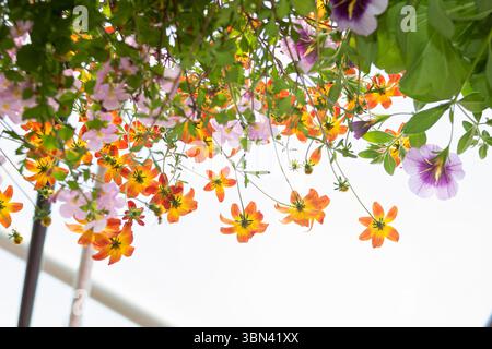 Ein zarter, flacher Blick auf hinterleuchtete, hängende Blumen in Grün Stockfoto