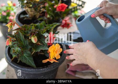 Nahaufnahme von Frauenhänden, die Begonienblüten mit b tränken Stockfoto