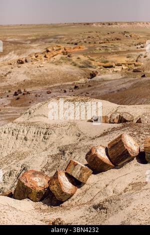 Versteinerte Holzstämme auf einem Hügel in Arizona Stockfoto