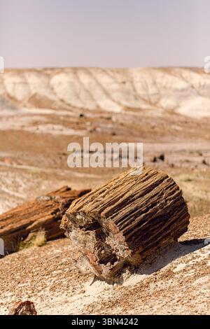 Versteinerter Holzstamm, der auf dem Boden in der bemalten Wüste liegt Stockfoto