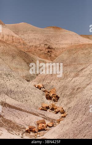 Versteinerte Holzscheite verstreut auf kargen Hügeln in der bemalten Wüste Stockfoto