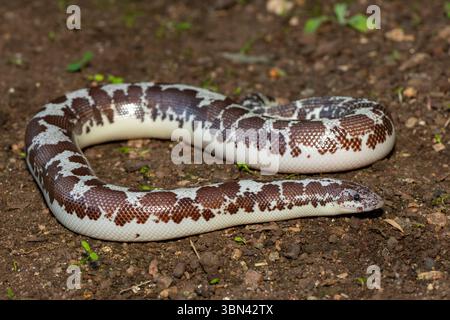 Eine süße kenianische Sandboa (Gongylophis colubrinus) auf einer natürlichen Sandoberfläche Stockfoto