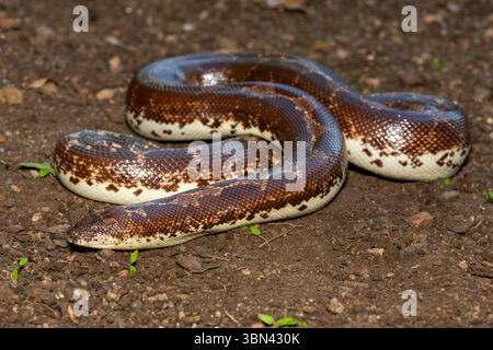 Eine süße kenianische Sandboa (Gongylophis colubrinus) auf einer natürlichen Sandoberfläche Stockfoto