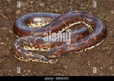 Eine süße kenianische Sandboa (Gongylophis colubrinus) auf einer natürlichen Sandoberfläche Stockfoto