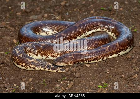 Eine süße kenianische Sandboa (Gongylophis colubrinus) auf einer natürlichen Sandoberfläche Stockfoto