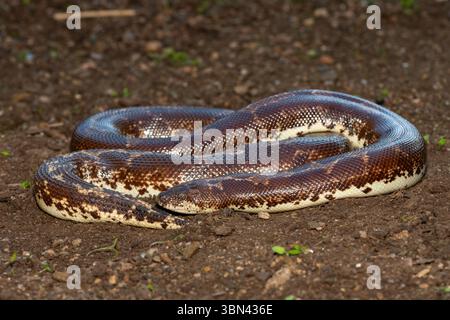 Eine süße kenianische Sandboa (Gongylophis colubrinus) auf einer natürlichen Sandoberfläche Stockfoto