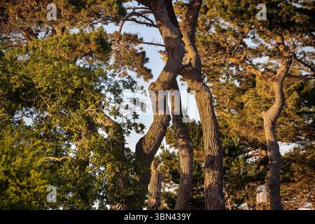 Frankreich. Bretagne. Cotes d'Armor. Pines in Trelevern Stockfoto
