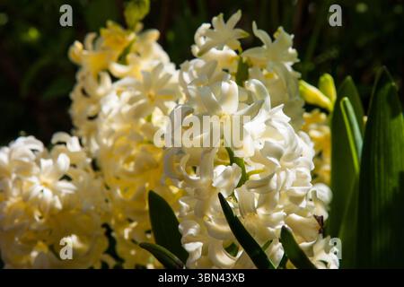 Frühlingshafte weiße Blüten. Hyacinthus orientalis-Blüte. Weiße Hyazinthen mit großen, wunderschönen Blumen, die von der Sonne im Garten beleuchtet werden. Natürliche Wallpap Stockfoto