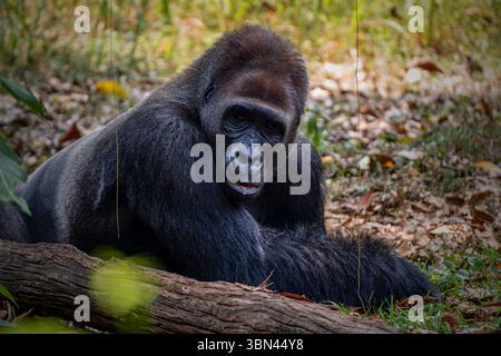 Gorillas sind pflanzenfressende, überwiegend bodenbewohnende Menschenaffen Stockfoto