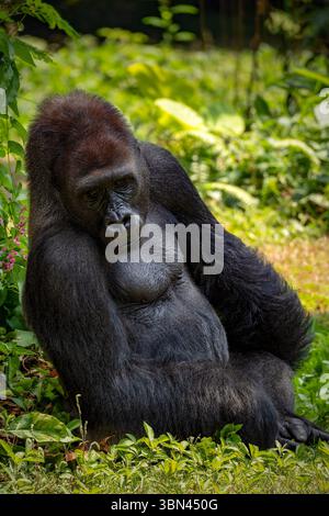 Gorillas sind pflanzenfressende, überwiegend bodenbewohnende Menschenaffen Stockfoto