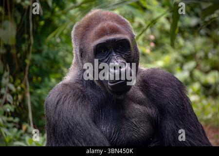 Gorillas sind pflanzenfressende, überwiegend bodenbewohnende Menschenaffen Stockfoto
