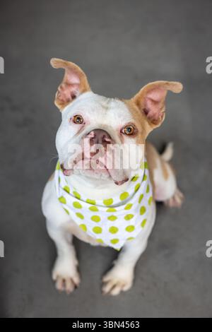 Porträt eines Bulldoggenmischhundes mit Bandana Stockfoto