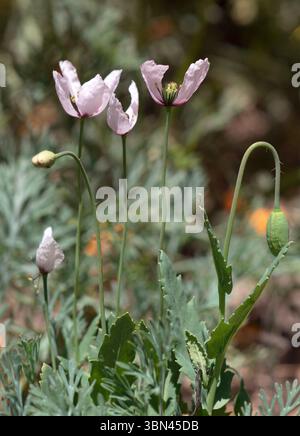 Zarte süße rosa Mohnblumen mit Knospen und grünen Blättern im Frühlingsgarten Stockfoto