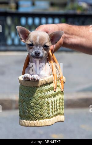 Kleiner Hund in einem Korb, der von einem Mann gehalten wird. Chihuahua Stockfoto