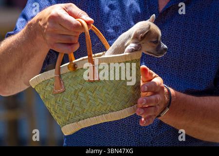 Kleiner Hund in einem Korb, der von einem Mann gehalten wird. Chihuahua Stockfoto