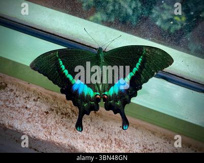 Ein lebendiger Schmetterling mit atemberaubenden Grün- und Blautönen, der auf einem Fenster thront und die komplizierte Schönheit der Natur zeigt. Stockfoto