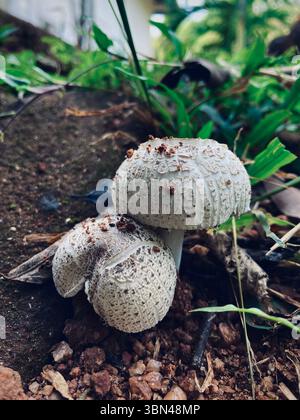 Ein Paar zarte Pilze, die aus der Erde auftauchen und die komplizierte Textur und Schönheit der Natur zeigen Stockfoto