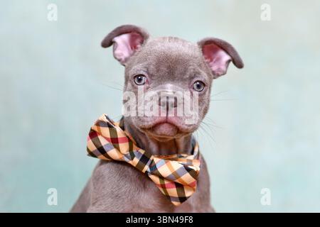 Porträt von Chondrodysplasie-freiem französischem Bulldog-Hündchen vor Studiohintergrund Stockfoto