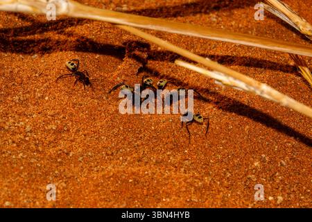 Namib Wüstenameisen (Camponotus detritus) in ihrem natürlichen Lebensraum in den orange-farbenen Sanddünen der Namib-Wüste, Namibia Stockfoto