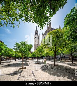 Sevilla, Spanien, 18. Juni 2025, der Turm La Giralda erhebt sich im Hintergrund zwischen blühenden Orangenbäumen im wunderschönen Patio de los Naranjos, eine Mischung aus Stockfoto
