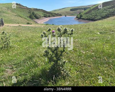 Am beschaulichen Lammerloch Reservoir blüht eine lebendige schottische Mariendistel (Speerdistel) und symbolisiert den Nationalstolz inmitten von ruhigen Berggewässern und Heide Stockfoto