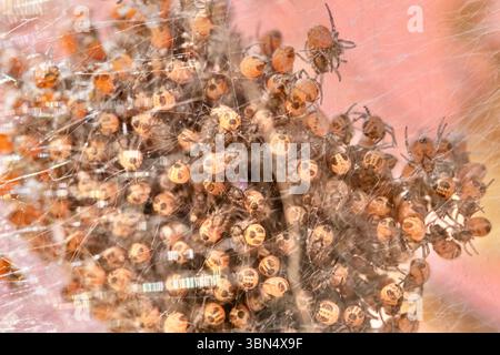 Dieses Bild zeigt die bemerkenswerte mütterliche Netzstruktur eines weiblichen goldenen Orbflechters (Nephila pilipes) und einer Brut von Spinnen in den frühen Stadien Stockfoto