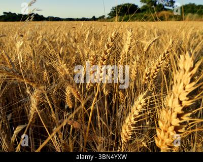 Weizenfeld bereit für die Ernte im Sommer bei Sonnenlicht, Nahaufnahme. Hintergrund der Landwirtschaft Stockfoto