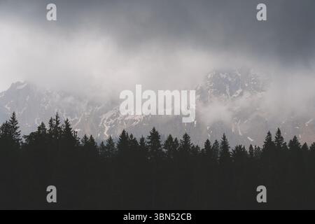 Nebelwald und Berghang bedeckt mit Kiefern an einem nebeligen Tag, friedliche Naturlandschaft in den Alpen. Stockfoto