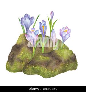 Moosige Steine mit violetten, rosa und blauen Krokusblüten in Aquarellfarben. Gartenklipart im Frühling. Handgezeichnete Illustrationen für Postkarten, Aufkleber, scr Stockfoto