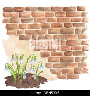 Ein Teil der Wand mit Mauerwerk und Putz. Weiße Schneeglöckchen wachsen aus dem Boden. Gartenklipart im Frühling. Handgezeichnete Aquarellillustratio Stockfoto
