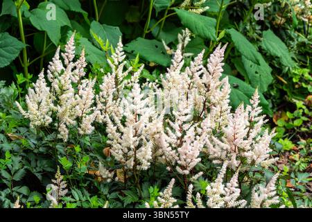 Astilbe „Deutschland“ eine weiße krautige Pflanze im Frühling, Sommer, Herbst, Staudenblüte, die allgemein als falscher Ziegenbart oder falsche Spirea, Garde, bekannt ist Stockfoto