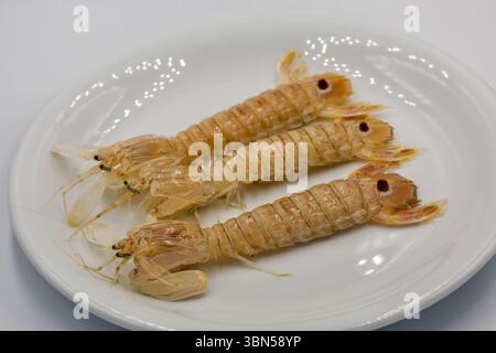 Rohe Mantis Shrimps oder Squilla Mantis auf weißer Platte Nahaufnahme. Stockfoto