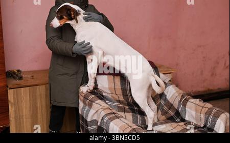 Weißer Mischlingerhund in den Händen eines Freiwilligen Stockfoto