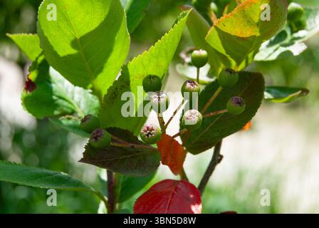 Lebendige Aronia melanocarpa-Früchte im frühen Entwicklungsstadium mit grünem Laub. Stockfoto